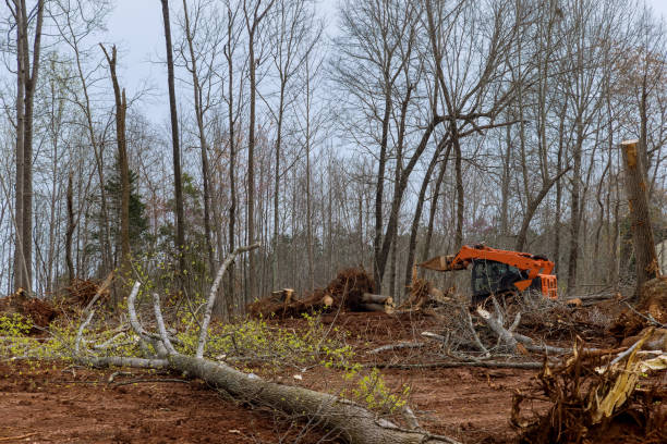 Best Tree and Shrub Care  in USA